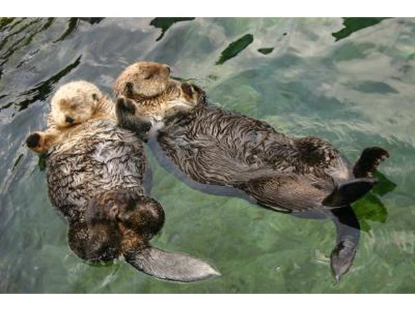 Sea otters floating on their backs