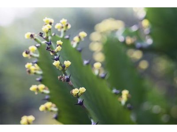 A close-up of yellow blooms on a cactus plant.