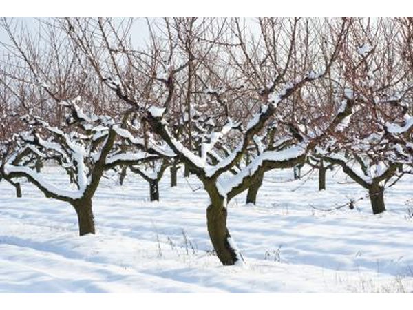 peach trees covered in snow