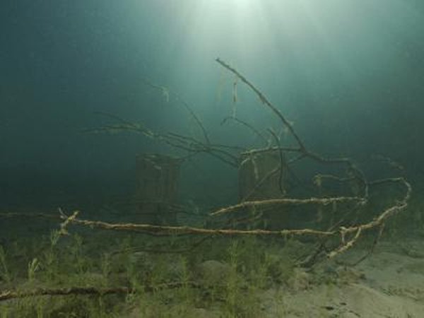 Tree branch at bottom of lake