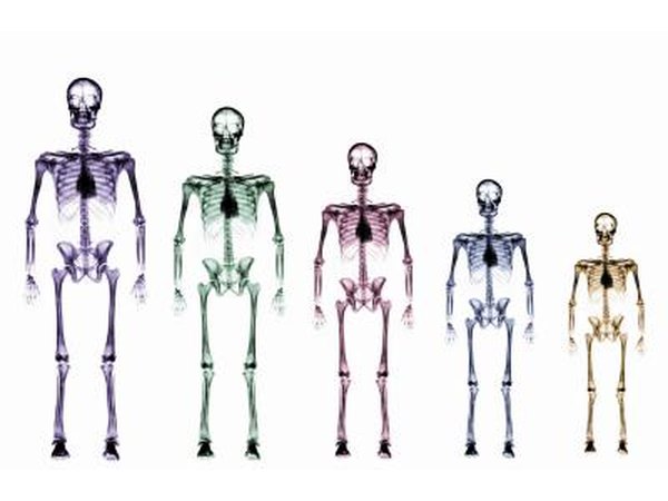 Human Bone Growth