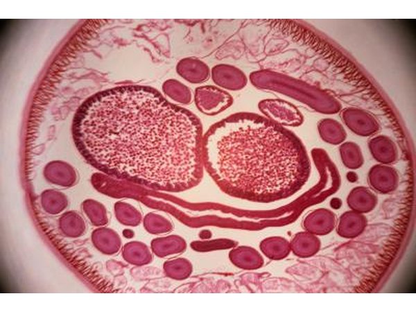 A cross section of a roundworm