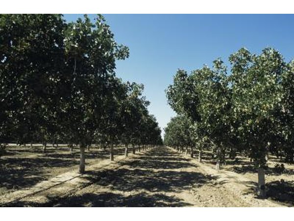 Pistachio Orchard.