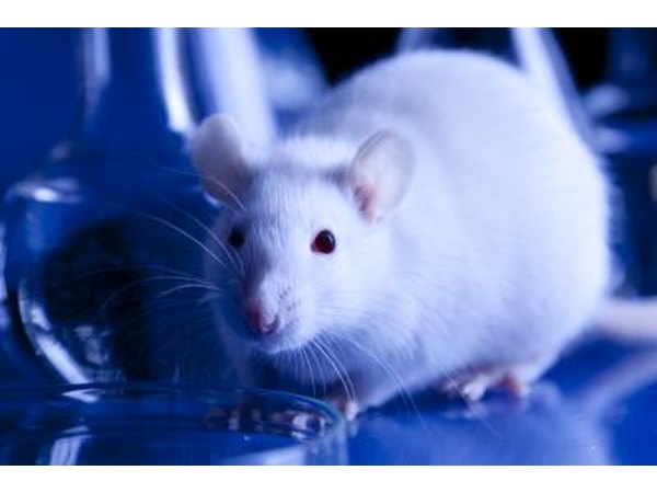 Lab animals may become sick.