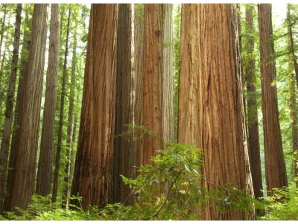 A stand of redwoods in the Redwood National Forest.
