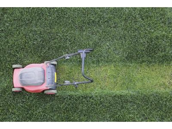Don't mow your lawn to short.