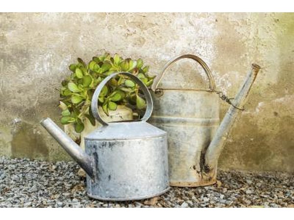 Use a watering can to help distribute water evenly.