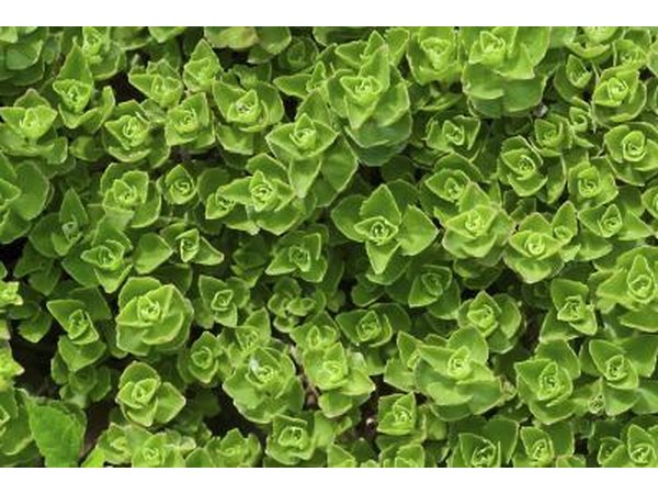 An overhead view of a stonecrop plant.