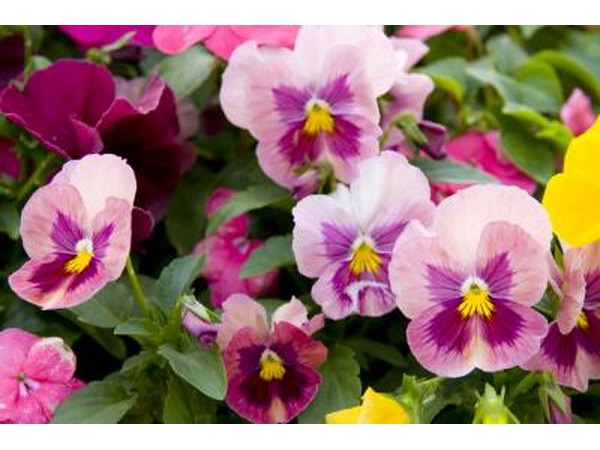 The Pansy is also known as the Viola tricolor.