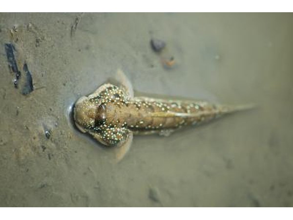 Mudskippers absorb oxygen through their skin and mucous.