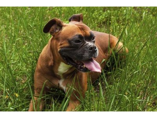 boxer dog laying in grass