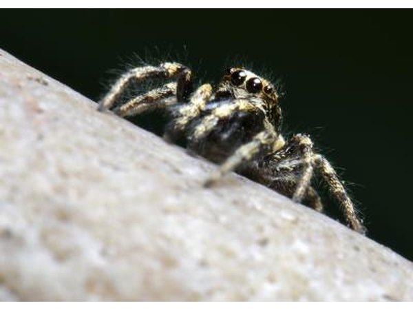 zebra spiders don't spin webs