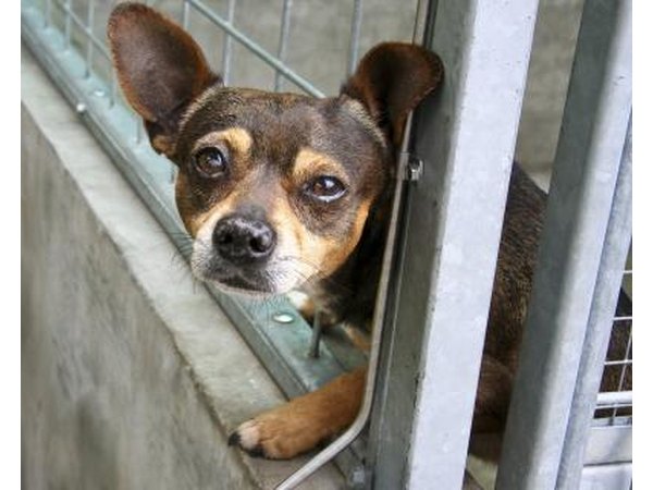 No kill shelter.