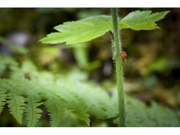 Small Bracken Bat Cave Meshweaver spider on plant