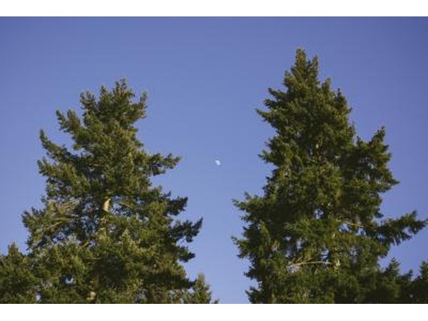 Douglas fir trees.