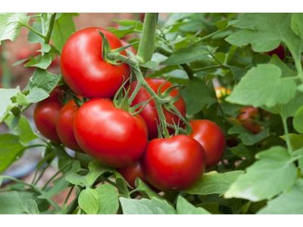 tomato plants