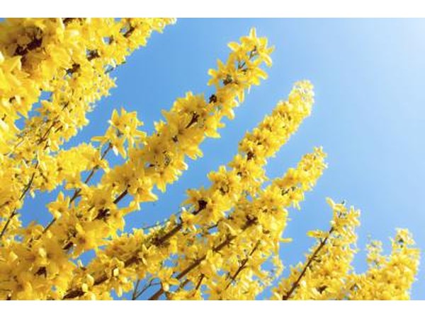 Blooming branches on a Forsythia plant.