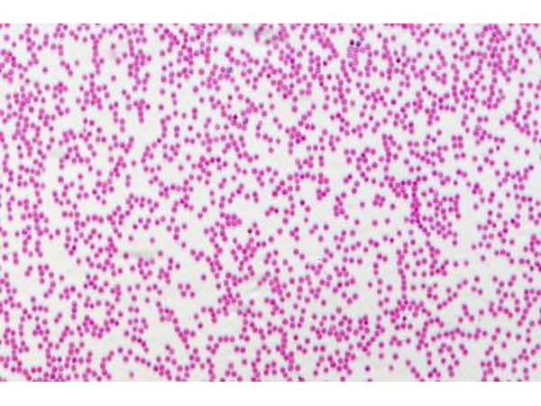 Human blood cells.