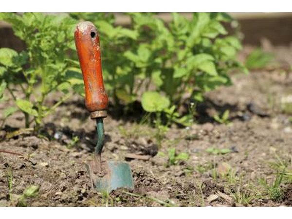 A close-up of a garden spade in the soil.