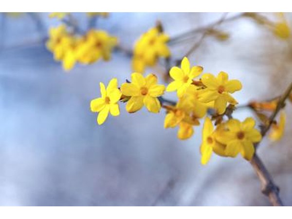 The branch of a winter jasmine shrub.