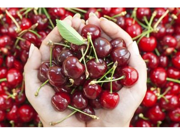 The Carmine Jewel cherry tree produces edible fruit.