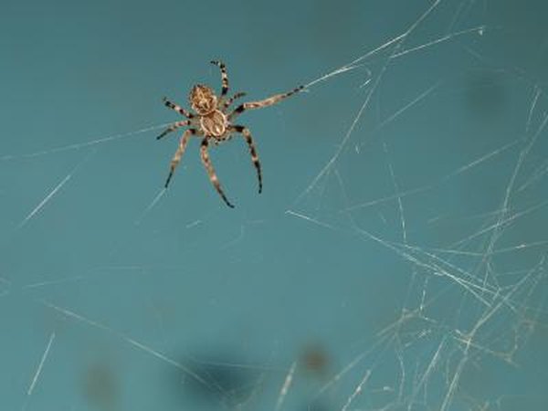 most cobwebs are built by house spiders