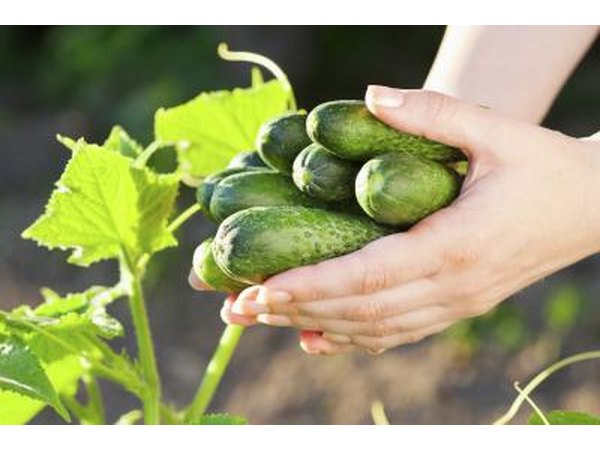 Fresh cucumbers in hand.