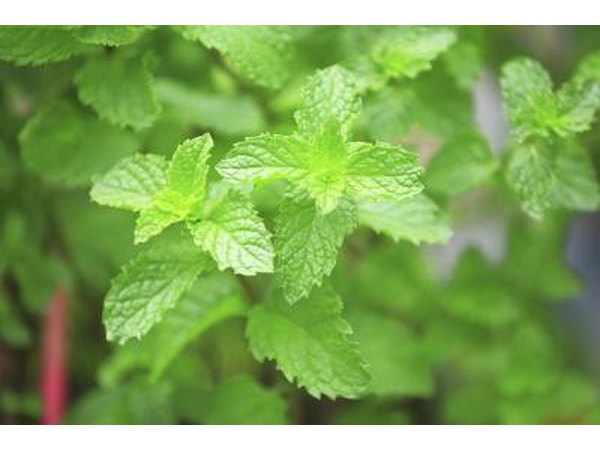 mint leaves