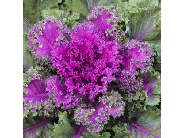 Brilliant, crinkled kale leaves light up the garden.