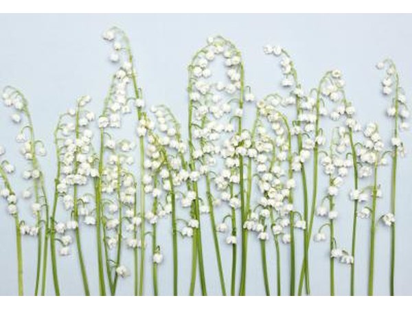 Fragrant Lily of the Valley flowers.