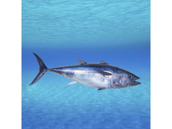 Tuna swimming