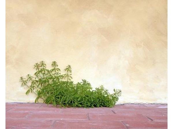 Goosegrass growing through a crack between a brick patio and a stucco wall.