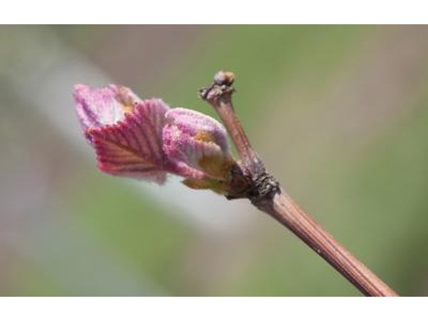 Grape bud