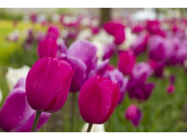 pink and white tulips