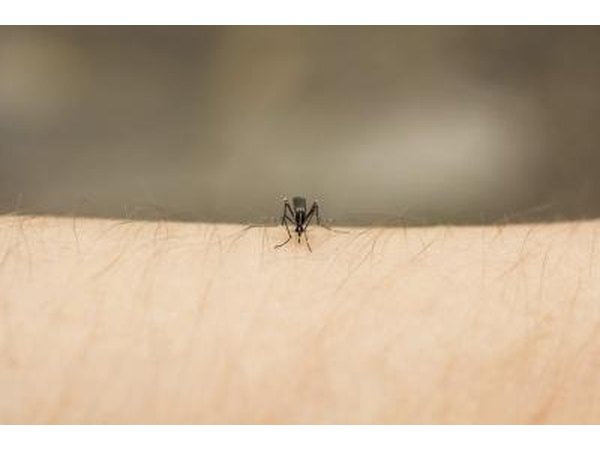 Mosquito bites are a deep pink.