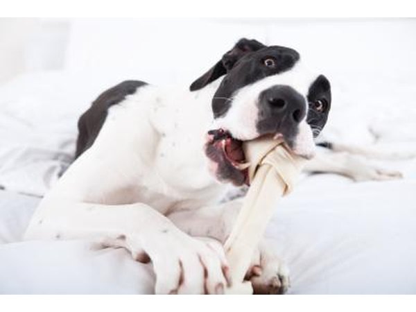 There are several things to keep in mind when selecting a chew bone for your dog.