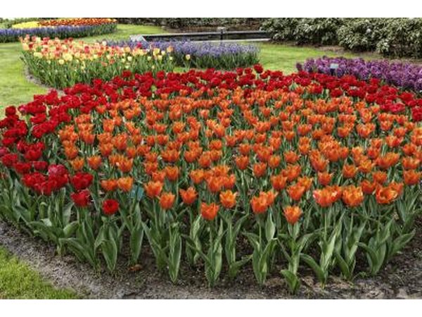 Perennials
