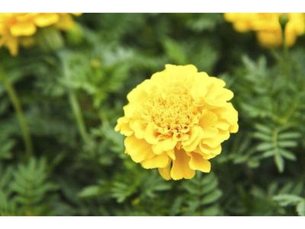 Marigold flower
