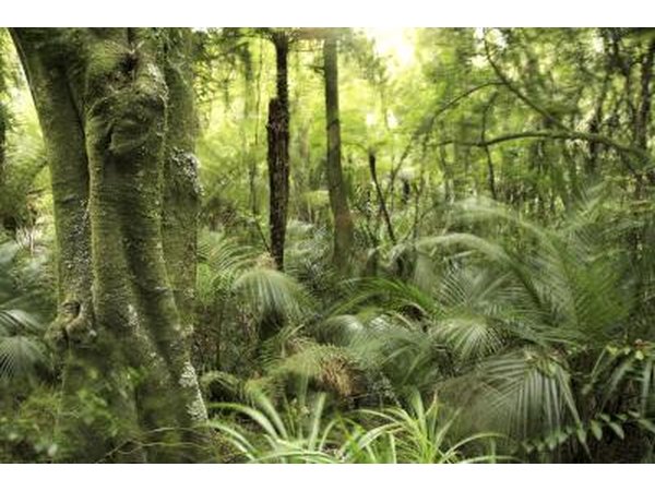 Palms and ferns grow on the rainforest floor.