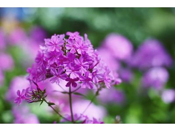 Purple phlox flowers