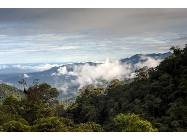 The Amazon's climate is humid and provides an average of 80 inches of rainfall.