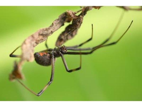 A brown widow spider.