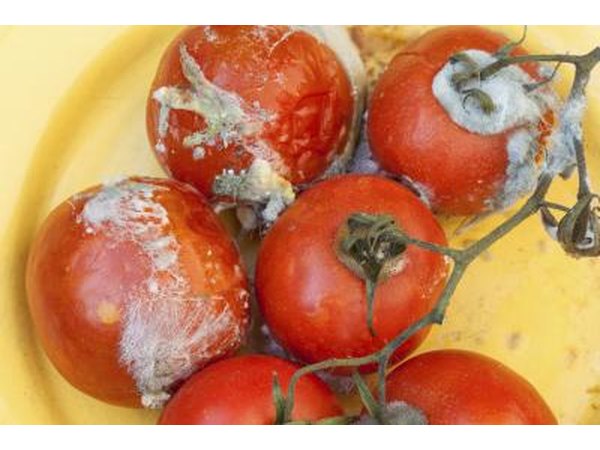 moldy tomatoes