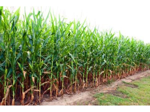 Corn is used for many different purposes.