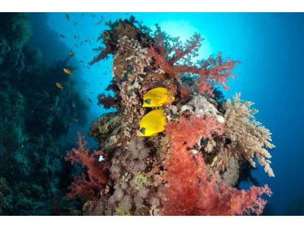 Coral reefs are full of creatures that have sharp exoskeletons.