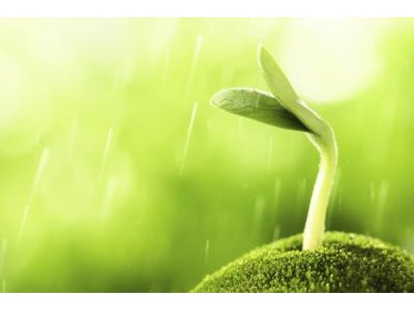 Seedling