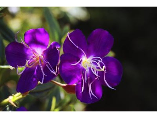 Princess flower
