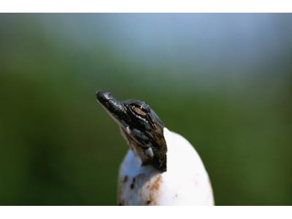 baby crocodile hatching from egg