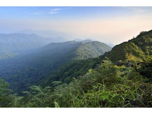 A tropical rainforest in the mountains of Southeast Asia.