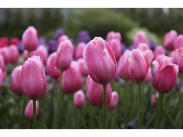pink tulips with dew
